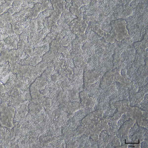 Porcine rectum derived organoids grown on transwells